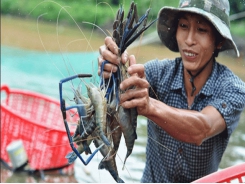 Đồng Nai Seafood production value reaches 2.1 trillion dong