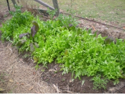 Growing Lettuce in the Vegetable Plot