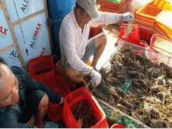 Cam Bình: Bumper crop brings lobster farmers huge profit