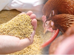 Giảm giá thành thức ăn cho heo gà bằng cách sử dụng các enzyme carbohydrase