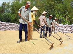 Rice exports slump, food association seeks government help
