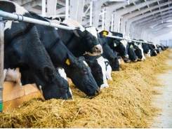 Protein alternatives: The case for microalgae as soybean meal substitute in dairy cow
