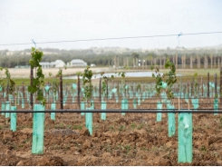 Table grape farmer shares his netting production secrets