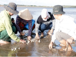 Bảo vệ nghêu mùa nắng nóng