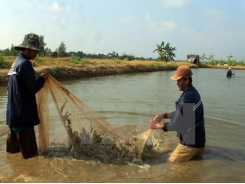 Ca Mau builds brands for agro-forestry-fishery staples