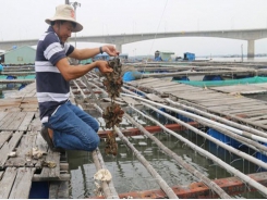 Bà Rịa – Vũng Tàu farmers breed Pacific oysters