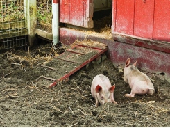 How to treat iron deficiency in neonatal pigs