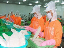 Pangasius export expects to reach $2.4 billion this year