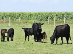 Study Beef's environmental impact lower than perceived