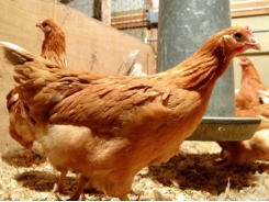 Modified hens could produce medical proteins in eggs