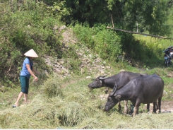 Chế biến rơm làm thức ăn cho trâu bò