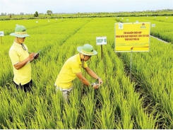 Mekong Delta farmers embrace new technology