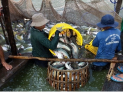 Việt Nam to see $2.4b in tra fish exports this year