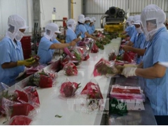 Tết ends early for fruit, vegetable exporters