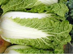 Growing Chinese Cabbage in the Vegetable Garden
