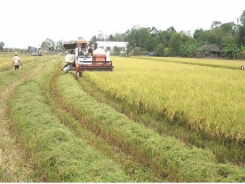 Tien Giang rice market faces glut as exports stalled