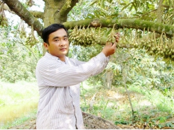Chăm sóc vườn cây ăn trái vào mùa khô