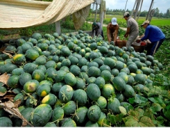 Vietnam’s watermelons face tougher regulations from China