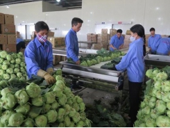 VN shows great potential for processed vegetable, fruit exports
