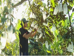 Star apple shipment to US to increase threefolds