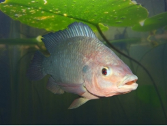 Coated salt supplements may boost fish biomass gain, feed efficiency