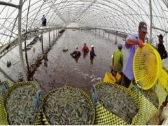 Kiên Giang province will expand shrimp farming models to boost production