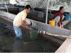 Lâm Đồng Potential sturgeon farming in Đam Rông