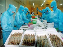 Shrimp exports expected to increase to more than $4 billion this year