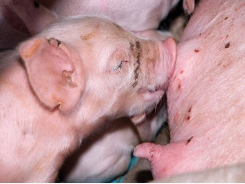 Boosting piglet immunity with colostrum
