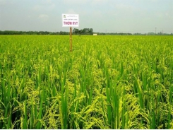 Hướng dẫn kỹ thuật gieo cấy và chăm sóc giống lúa chất lượng RVT
