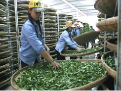 Tea exports down in volume and value