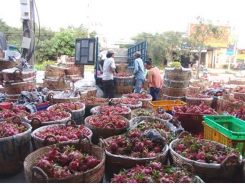 Chinese businesses control dragonfruit collection units in Vietnam