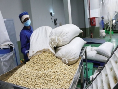 The cashew industry focuses on investing in quality and brand to overcome difficulties