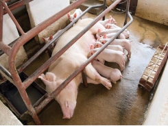 3 strategies for successful piglet creep feeding