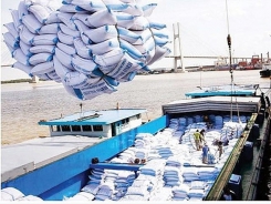 Feeling elated when exporting rice in the beginning of the year