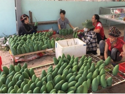 Vietnam’s fruits cleared for export to US market