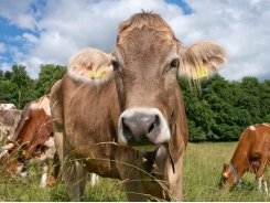 Tropical legume forages may provide novel protein for dairy cow diets