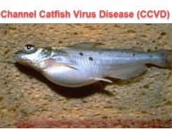 Fish disease guide - Channel Catfish Virus Disease (CCVD)