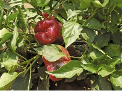 Managing early fruit set in peppers