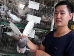 Kinh nghiệm của người nuôi chim bồ câu Pháp lãi hàng trăm triệu đồng mỗi năm