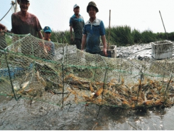 Vietnam’s right choice of organic shrimp