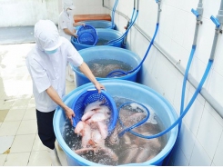 Difficulties hold back aquatic exports