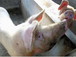 African swine fever hits largest farm yet in China