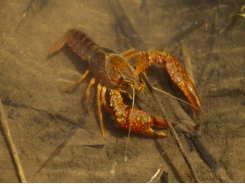 Are crayfish farmers overfeeding?