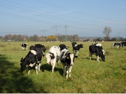 Can lipid supplementation decrease enteric methane emission in dairy cows?