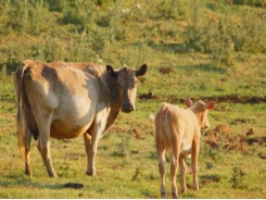 Tảo có thể làm tăng năng suất chăn nuôi gia súc