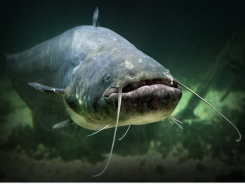 Alabama catfish, feed producer files for bankruptcy