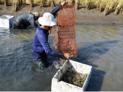 Delta farmers reap high profits from breeding giant river prawn