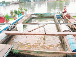 Young man succeeds in farming koi fish