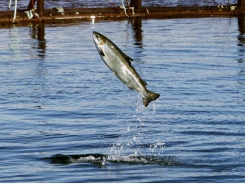 Stress linked to slow healing in salmon